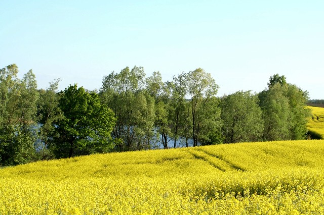 Bild: Großer See Alt Mahlisch