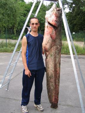 Bild: Wels 209cm